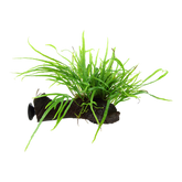 008G ZWS Trident Iron Crown with Suction Lid and Wood Microsorum pteropus 'Trident'